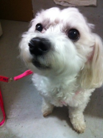 f:id:honey-ponta:20120429193201j:image