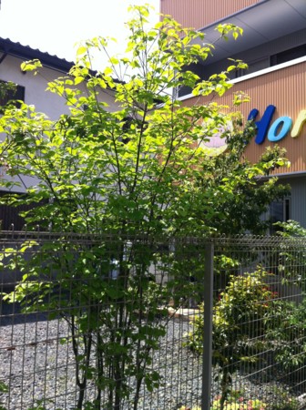 f:id:honey-ponta:20120429193215j:image