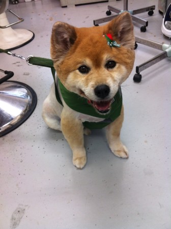 f:id:honey-ponta:20120429193222j:image