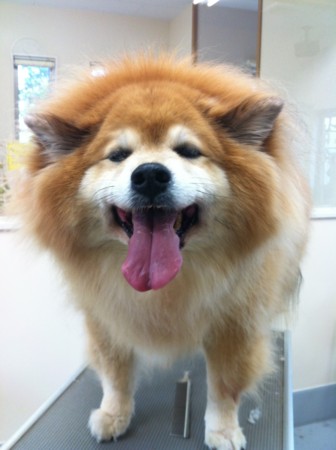 f:id:honey-ponta:20120429193230j:image