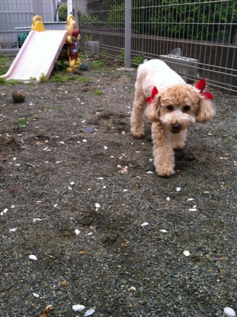 f:id:honey-ponta:20120429193726j:image