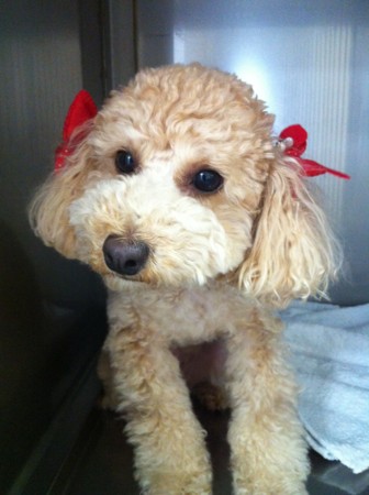 f:id:honey-ponta:20120429193740j:image