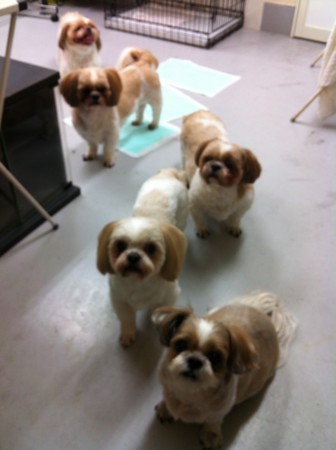 f:id:honey-ponta:20120429193746j:image