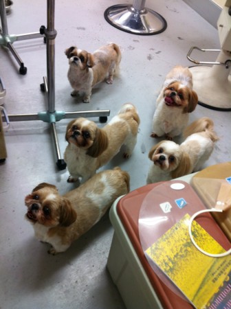 f:id:honey-ponta:20120429193806j:image