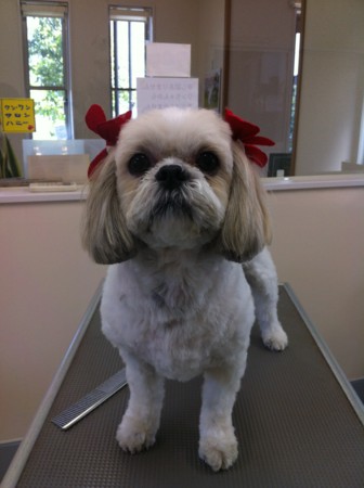 f:id:honey-ponta:20120429193814j:image