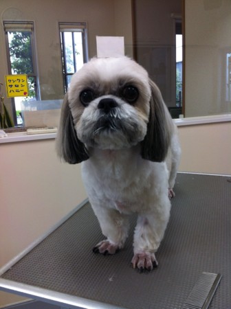 f:id:honey-ponta:20120429193820j:image