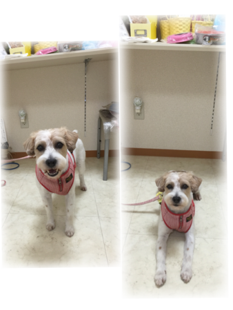 f:id:honey-ponta:20160824192620p:image