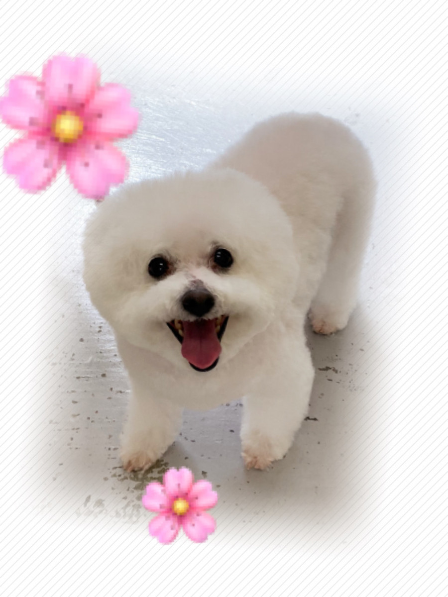 f:id:honey-ponta:20200309190900j:plain f:id:honey-ponta:20200309190900j:plain
