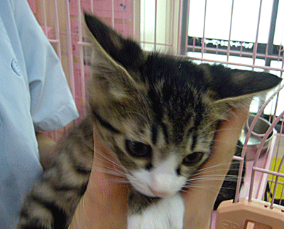 f:id:honeyB_B:20100823221114g:image