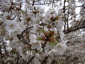 20090411135524