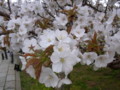 20090411140846