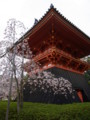 20090411142619
