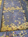 20101123141555