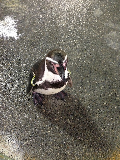 f:id:honeyhornet:20190529062525j:image f:id:honeyhornet:20190529062525j:image