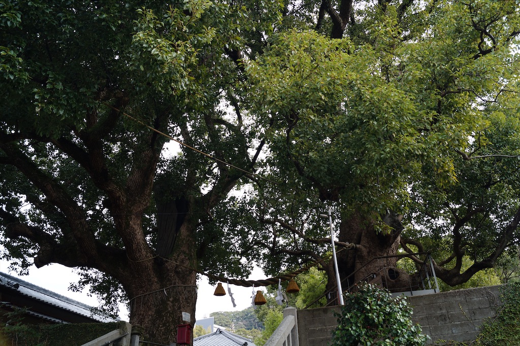 f:id:honeyhornet:20210207153432j:image