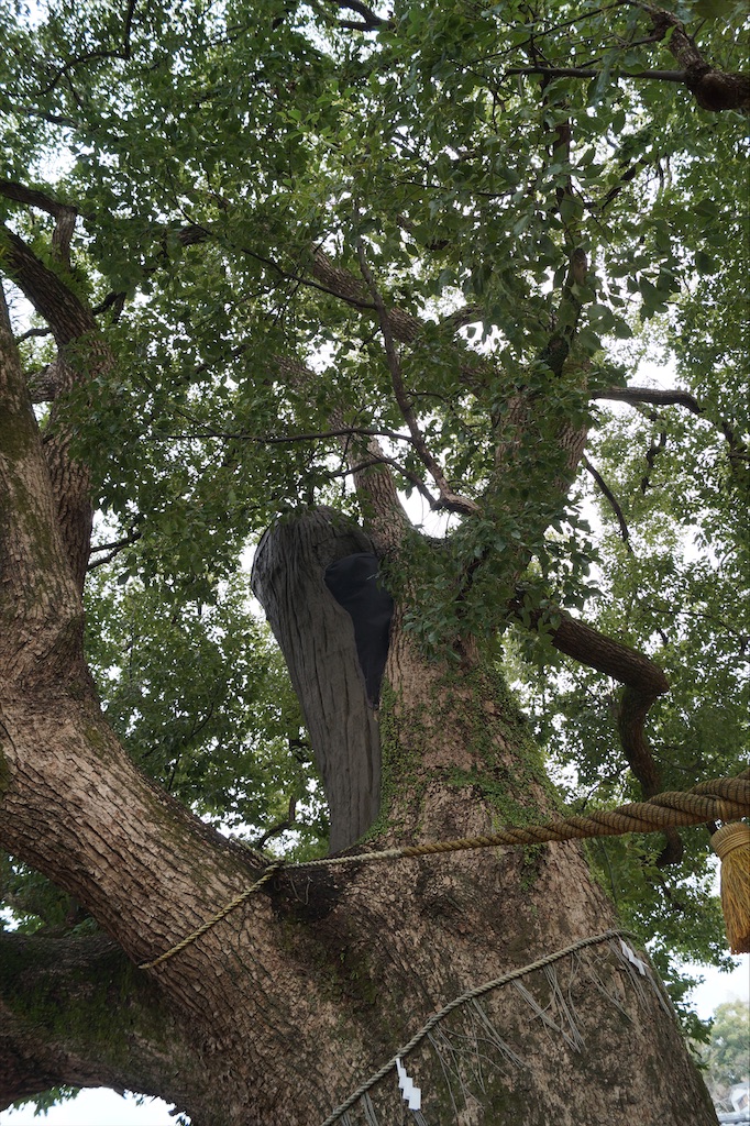 f:id:honeyhornet:20210207153939j:image