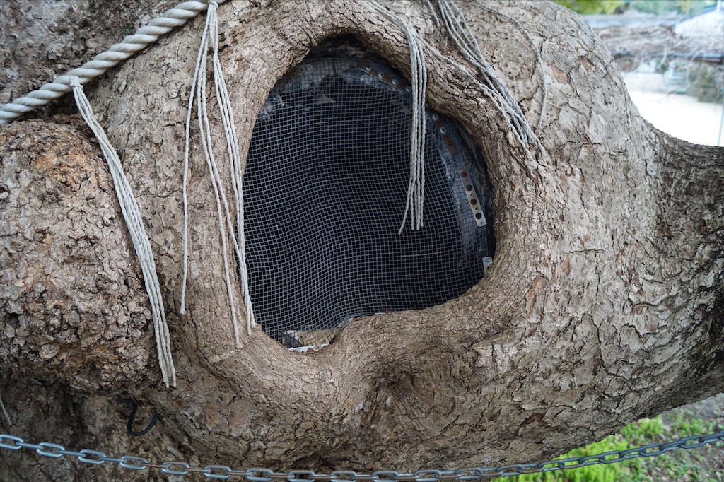 f:id:honeyhornet:20210207153947j:image