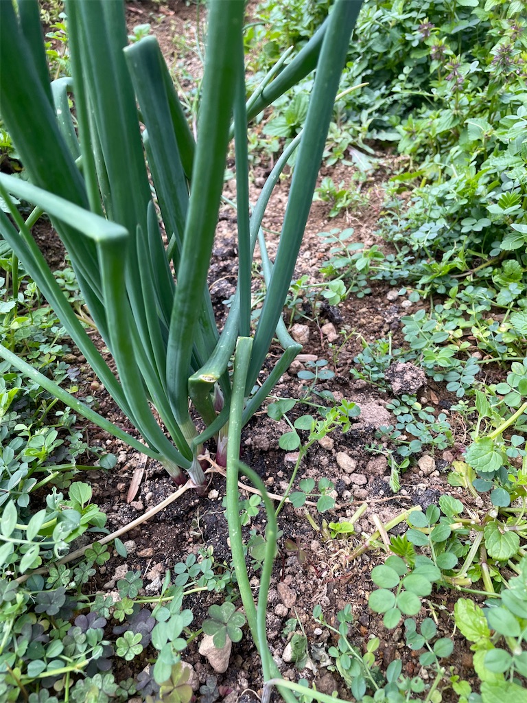 f:id:honeyhornet:20210228094749j:image f:id:honeyhornet:20210228094749j:image