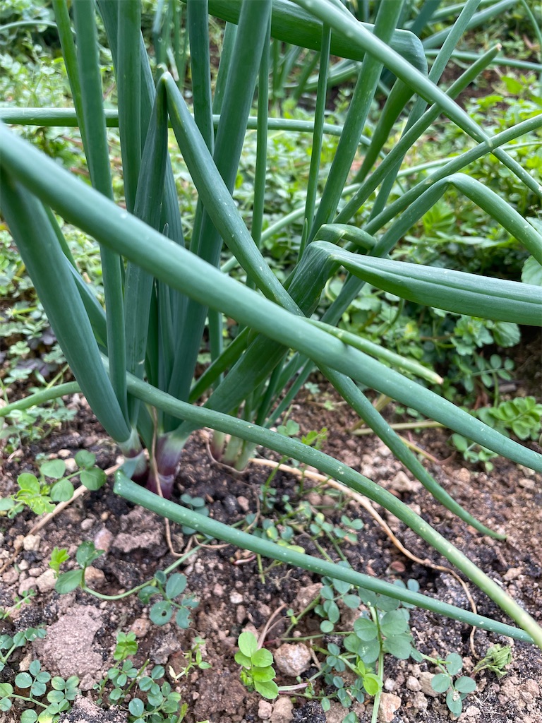 f:id:honeyhornet:20210228094834j:image f:id:honeyhornet:20210228094834j:image