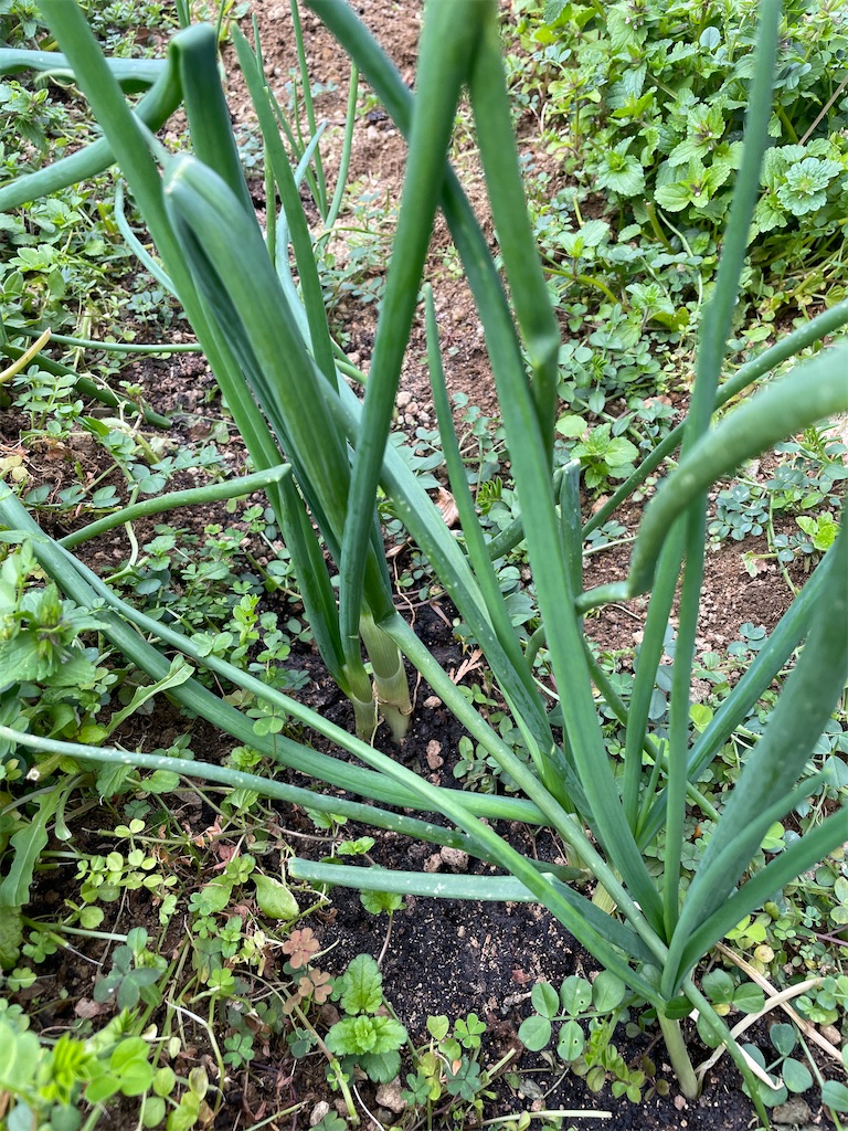 f:id:honeyhornet:20210228094842j:image f:id:honeyhornet:20210228094842j:image