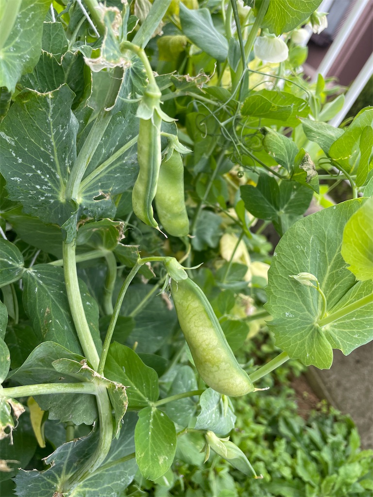 f:id:honeyhornet:20210228112458j:image f:id:honeyhornet:20210228112458j:image