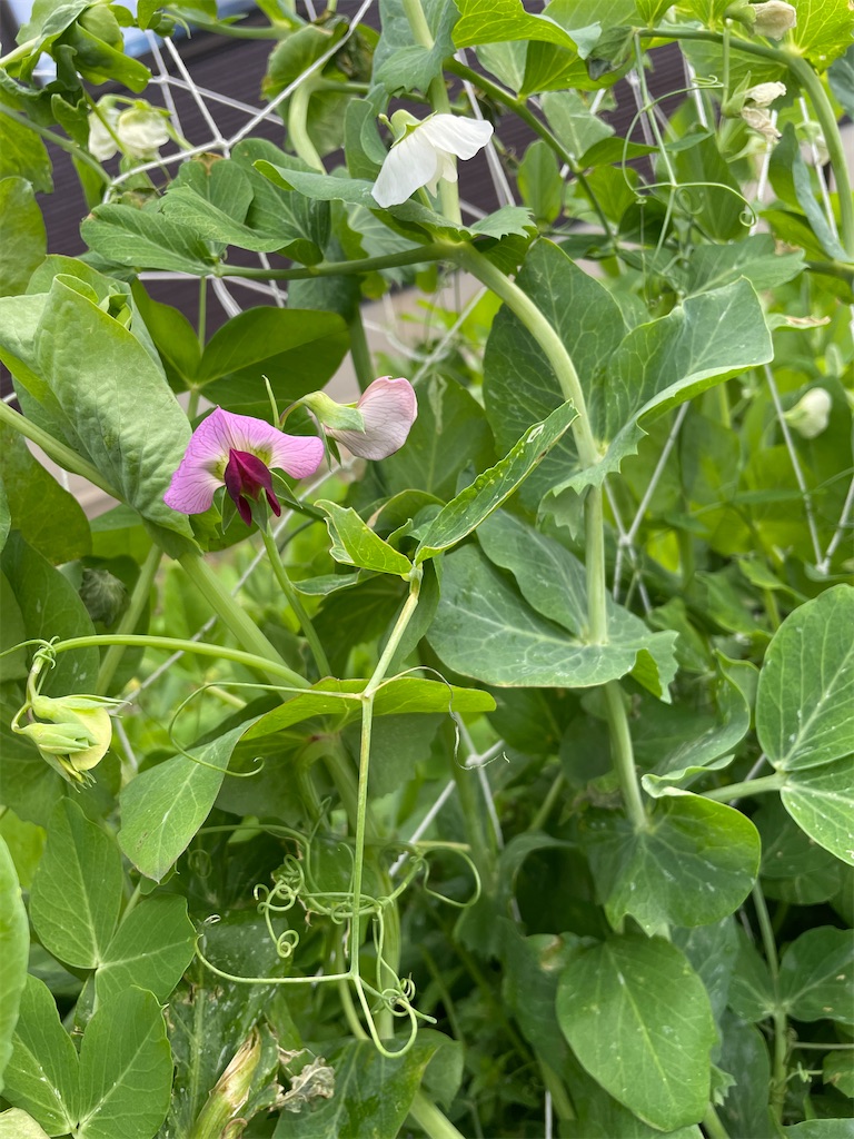 f:id:honeyhornet:20210228112643j:image f:id:honeyhornet:20210228112643j:image