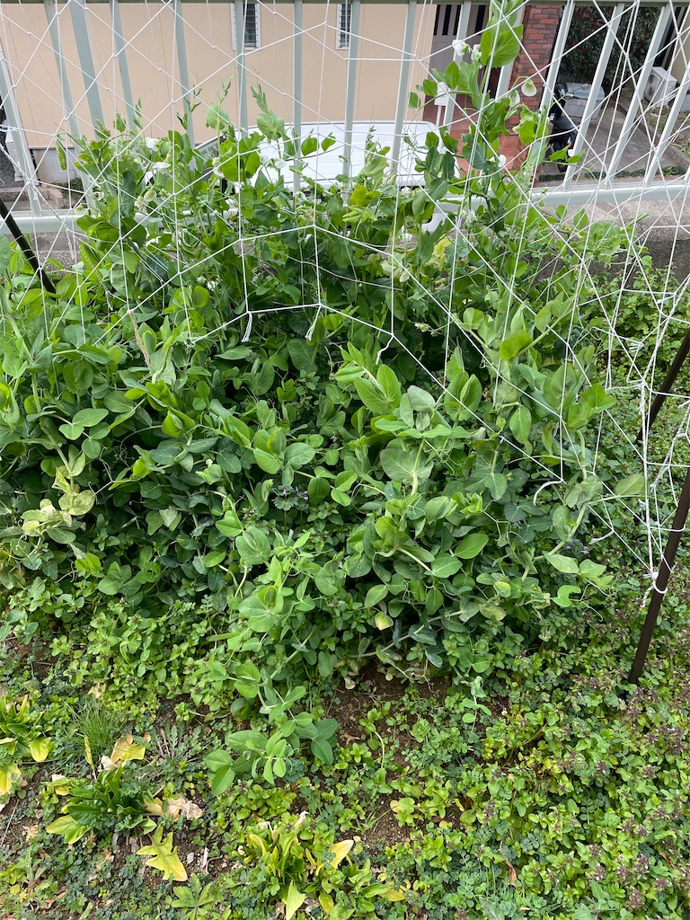 f:id:honeyhornet:20210228112651j:image f:id:honeyhornet:20210228112651j:image