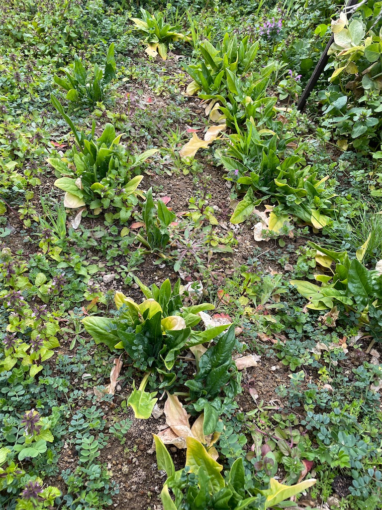 f:id:honeyhornet:20210228125723j:image f:id:honeyhornet:20210228125723j:image