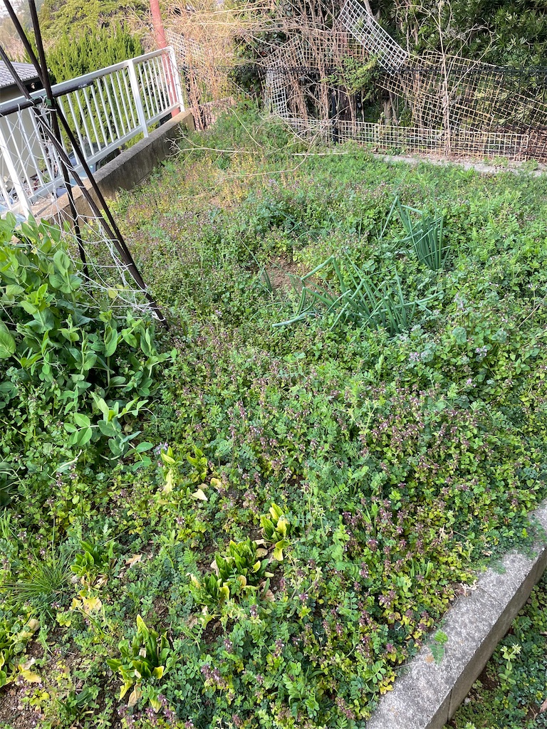 f:id:honeyhornet:20210314104221j:image f:id:honeyhornet:20210314104221j:image