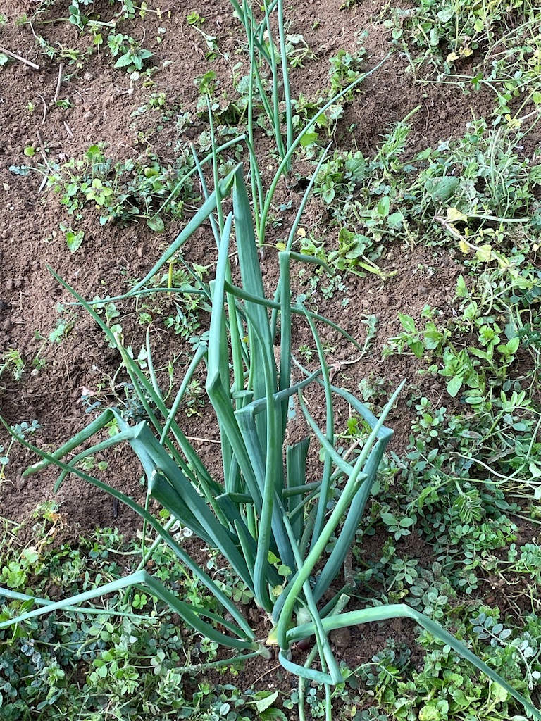 f:id:honeyhornet:20210314104311j:image f:id:honeyhornet:20210314104311j:image