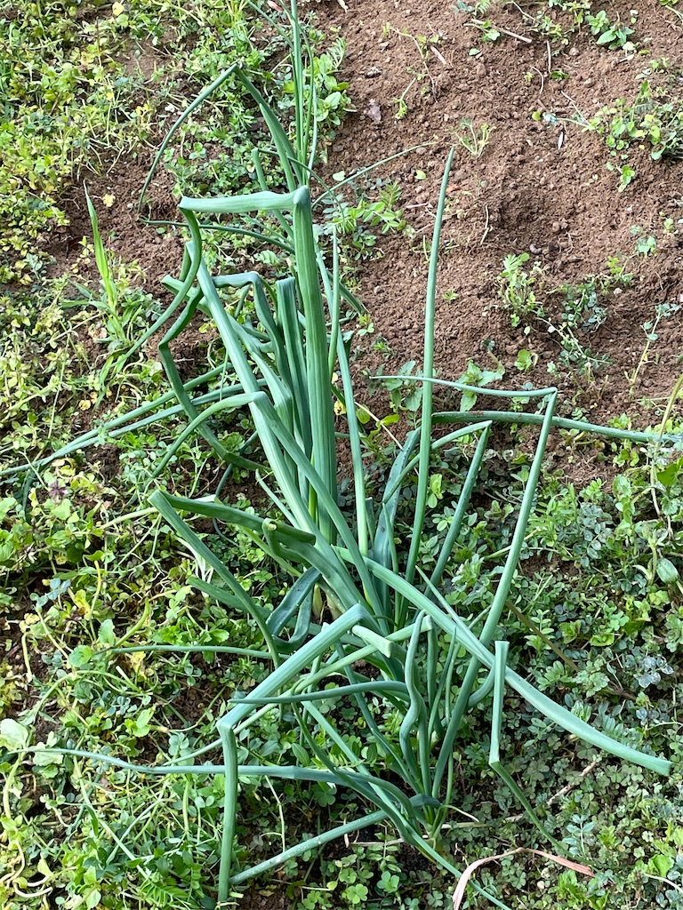 f:id:honeyhornet:20210314104314j:image f:id:honeyhornet:20210314104314j:image