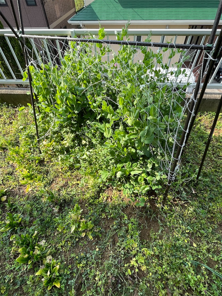 f:id:honeyhornet:20210314104349j:image f:id:honeyhornet:20210314104349j:image