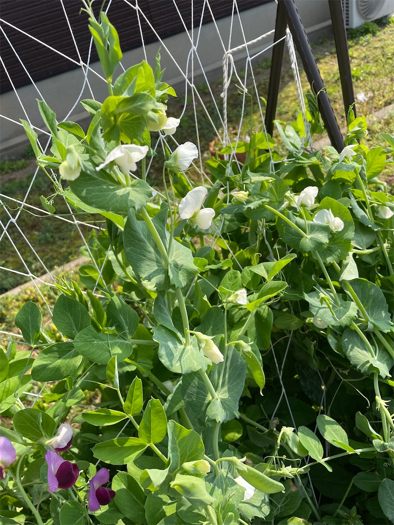 f:id:honeyhornet:20210314104352j:image f:id:honeyhornet:20210314104352j:image