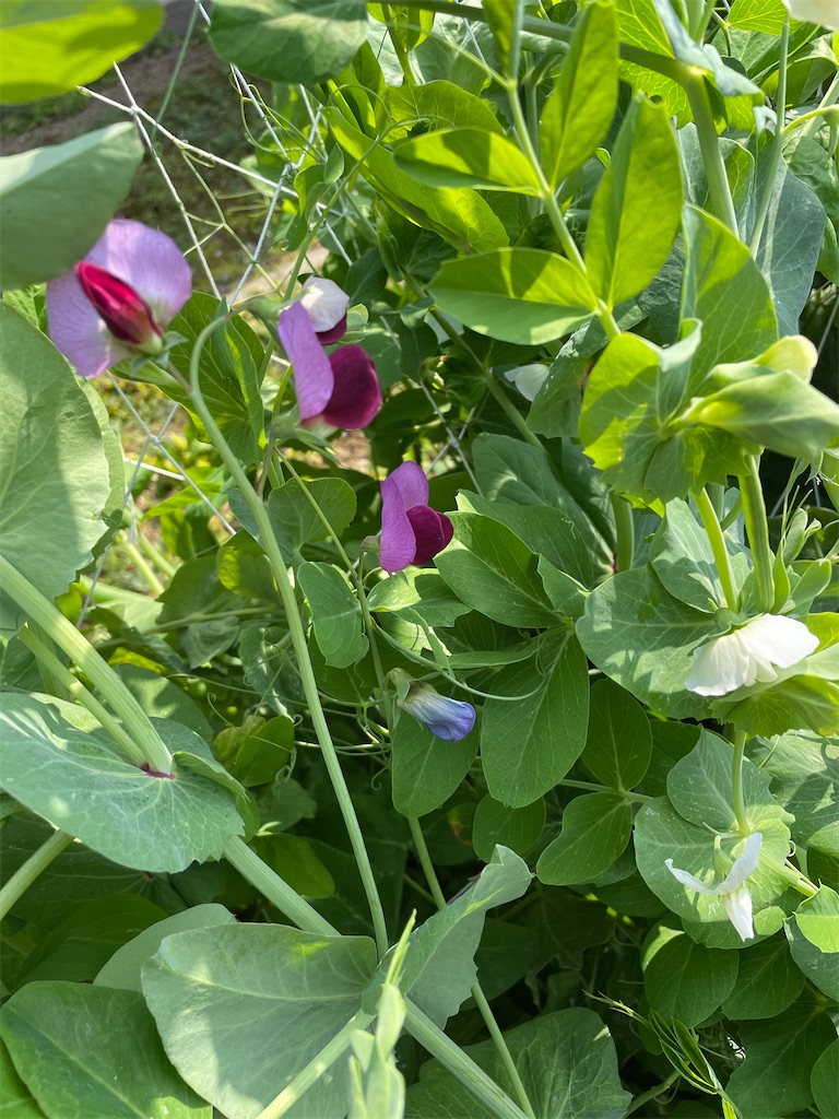 f:id:honeyhornet:20210314104355j:image f:id:honeyhornet:20210314104355j:image