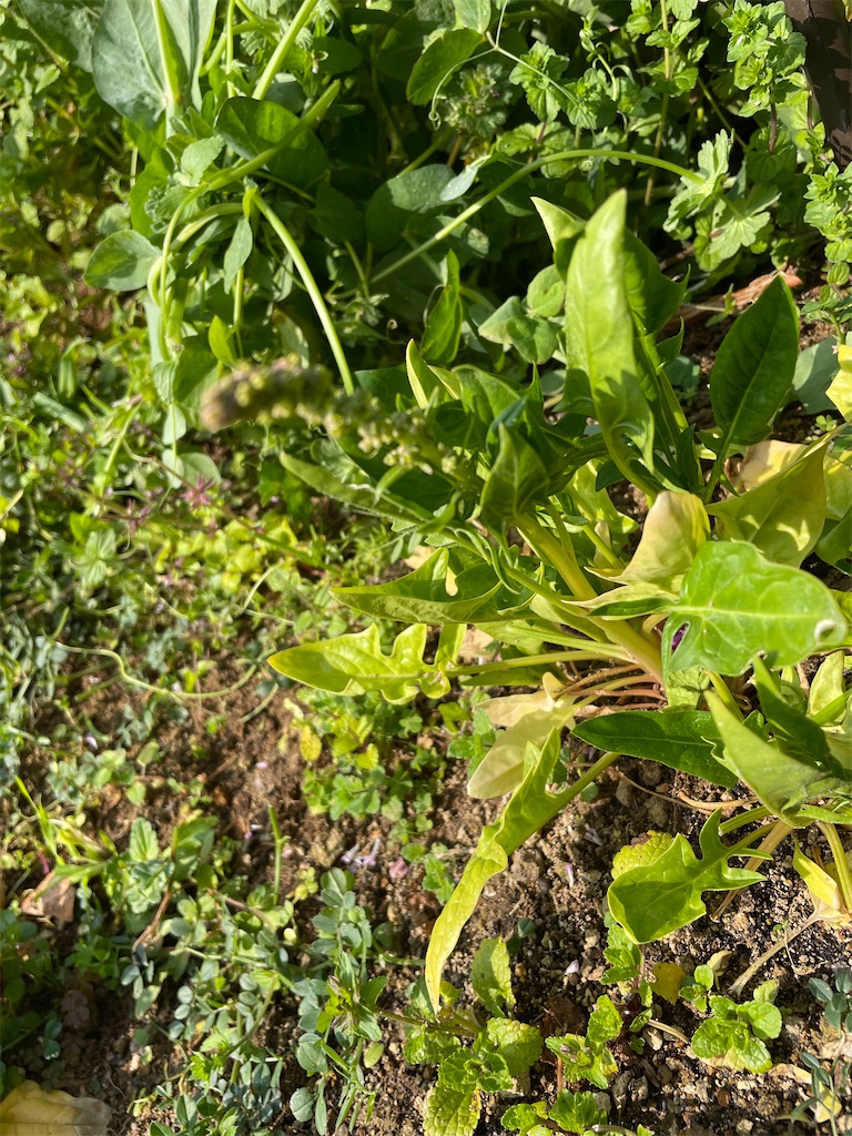 f:id:honeyhornet:20210314104520j:image f:id:honeyhornet:20210314104520j:image