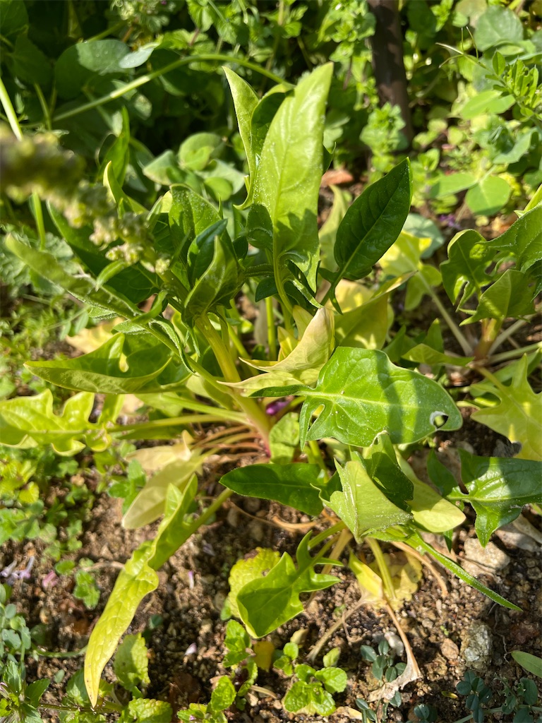 f:id:honeyhornet:20210314104524j:image f:id:honeyhornet:20210314104524j:image