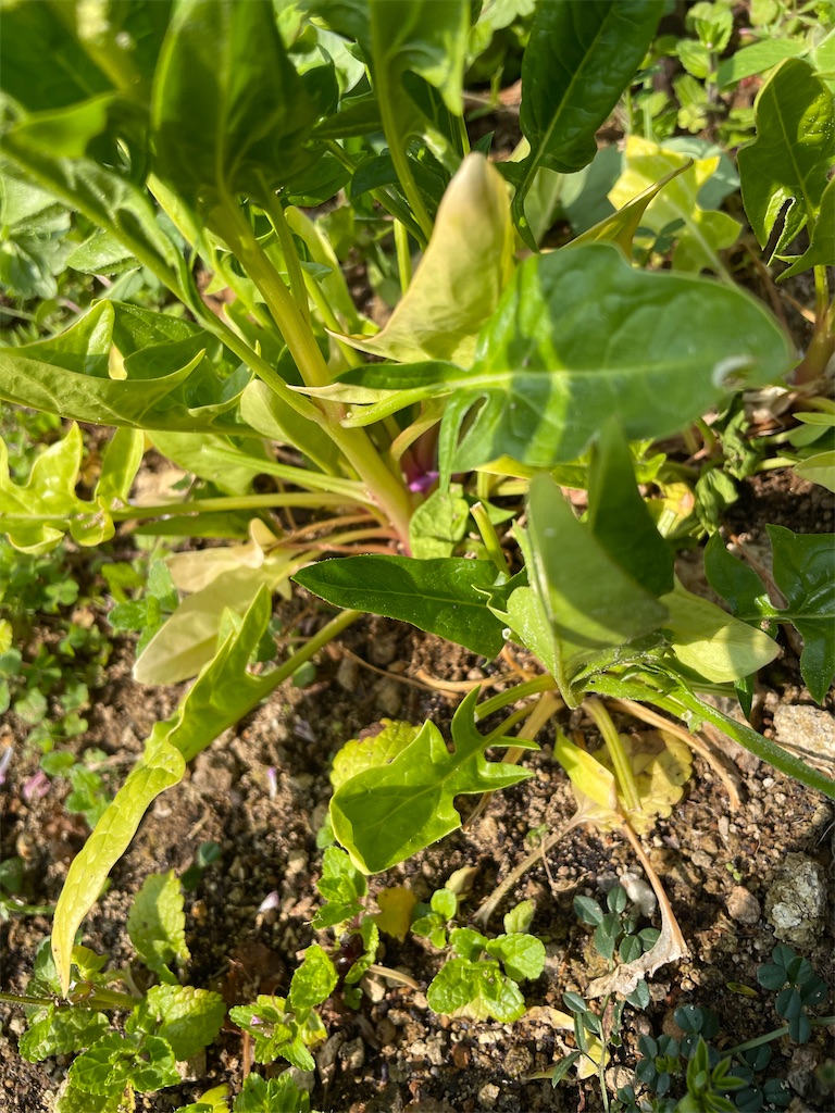 f:id:honeyhornet:20210314104527j:image f:id:honeyhornet:20210314104527j:image