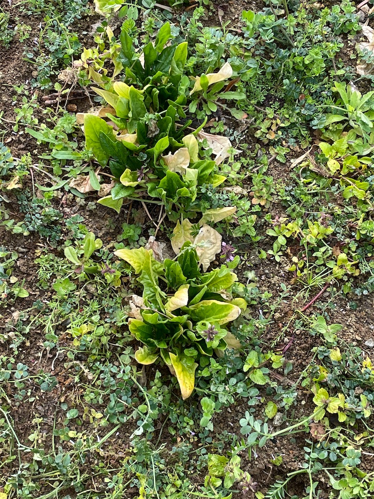 f:id:honeyhornet:20210314104530j:image f:id:honeyhornet:20210314104530j:image