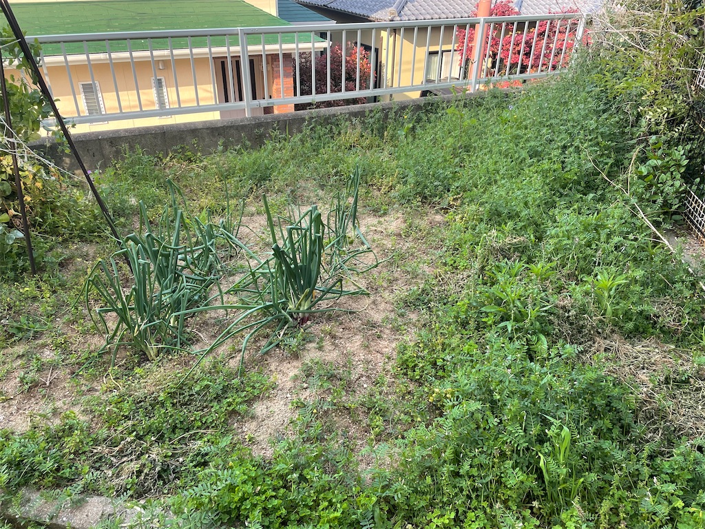 f:id:honeyhornet:20210412063421j:image