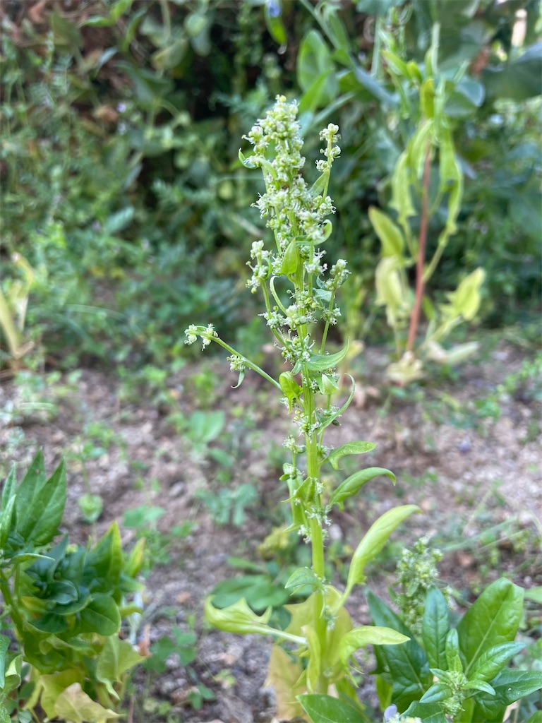 f:id:honeyhornet:20210414074656j:image