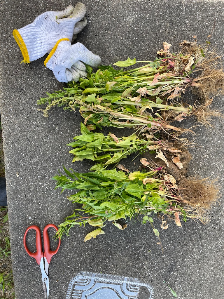 f:id:honeyhornet:20210414074659j:image