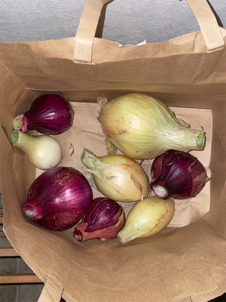 f:id:honeyhornet:20210509074809j:image f:id:honeyhornet:20210509074809j:image