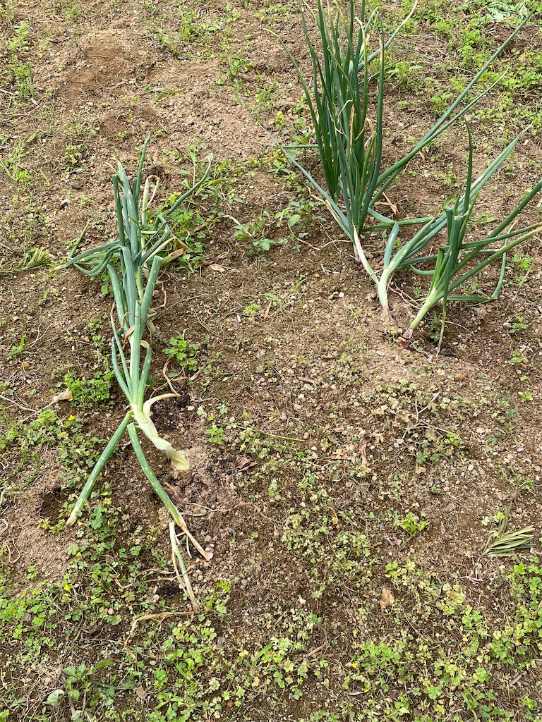 f:id:honeyhornet:20210509092930j:image f:id:honeyhornet:20210509092930j:image