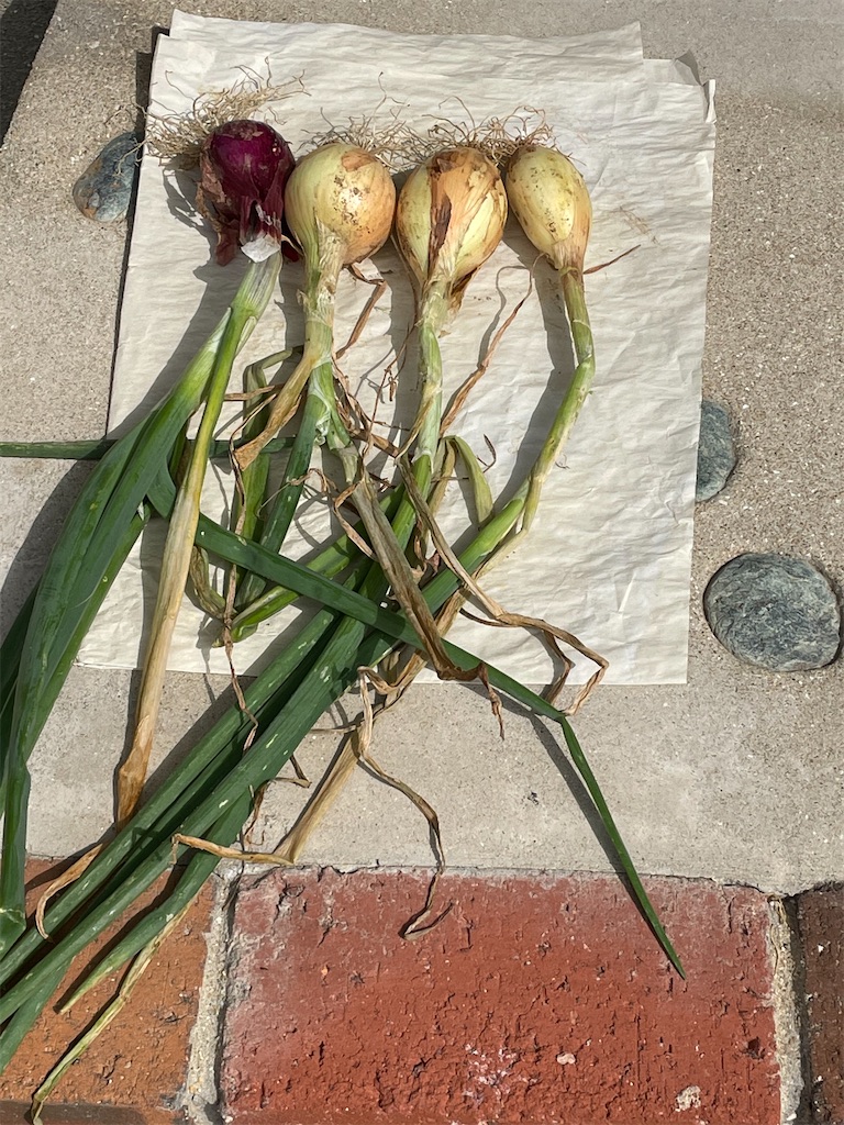 f:id:honeyhornet:20210509092940j:image f:id:honeyhornet:20210509092940j:image