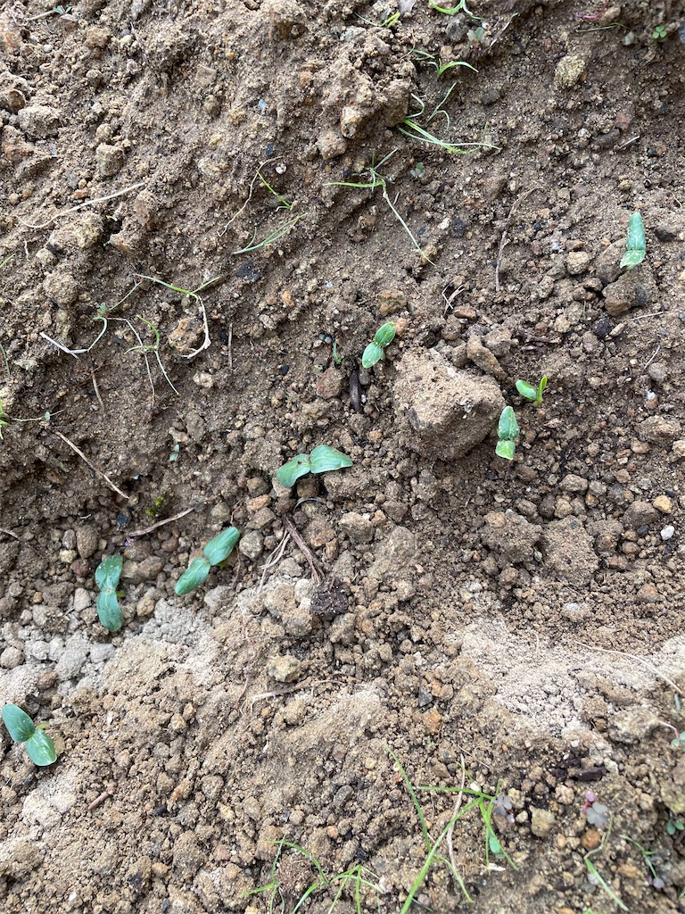 f:id:honeyhornet:20210625072801j:image