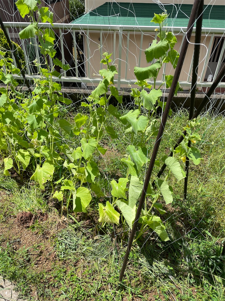 f:id:honeyhornet:20210809114242j:image