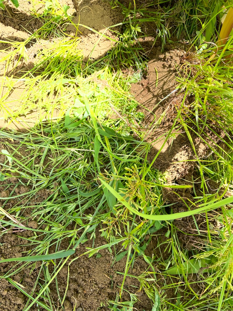 f:id:honeyhornet:20210809114650j:image