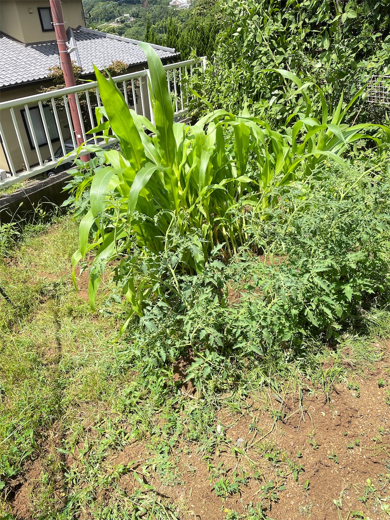 f:id:honeyhornet:20210809114653j:image