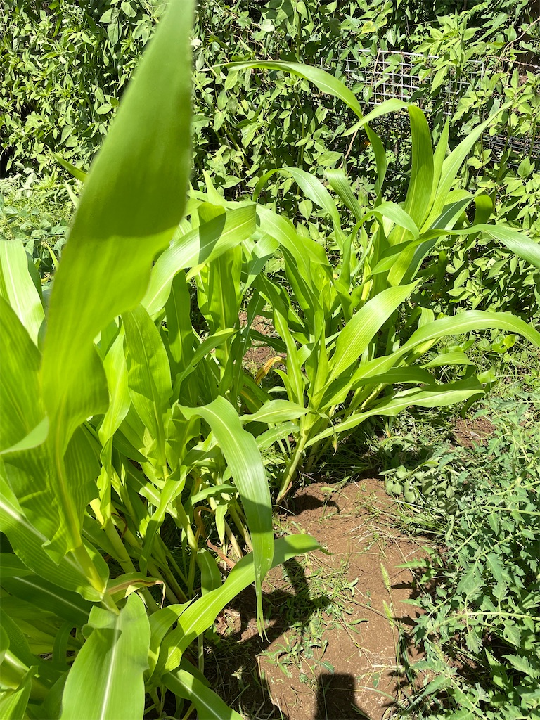 f:id:honeyhornet:20210809114656j:image