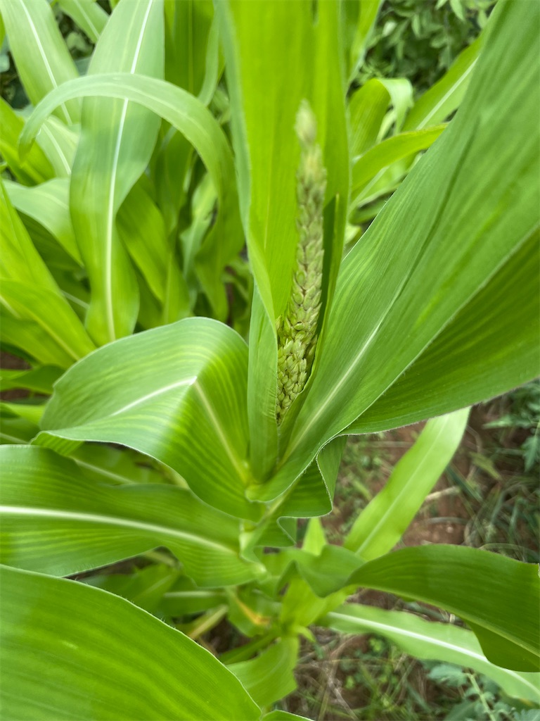 f:id:honeyhornet:20210809115309j:image